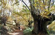 Comarca Terra de Trives